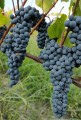 winogrona do produkcji wina