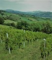 Winnica Geminiani w Marche